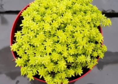 Sedum Japonicum